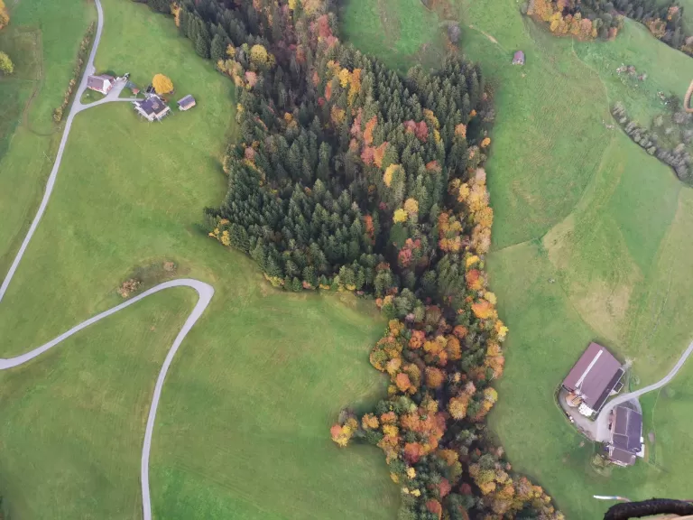 Herbstwald